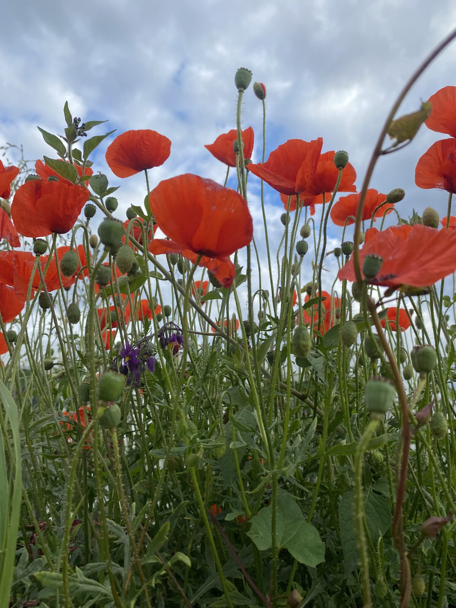 meadow