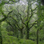 Walks From Helston - Walk Marketing 2 (3)